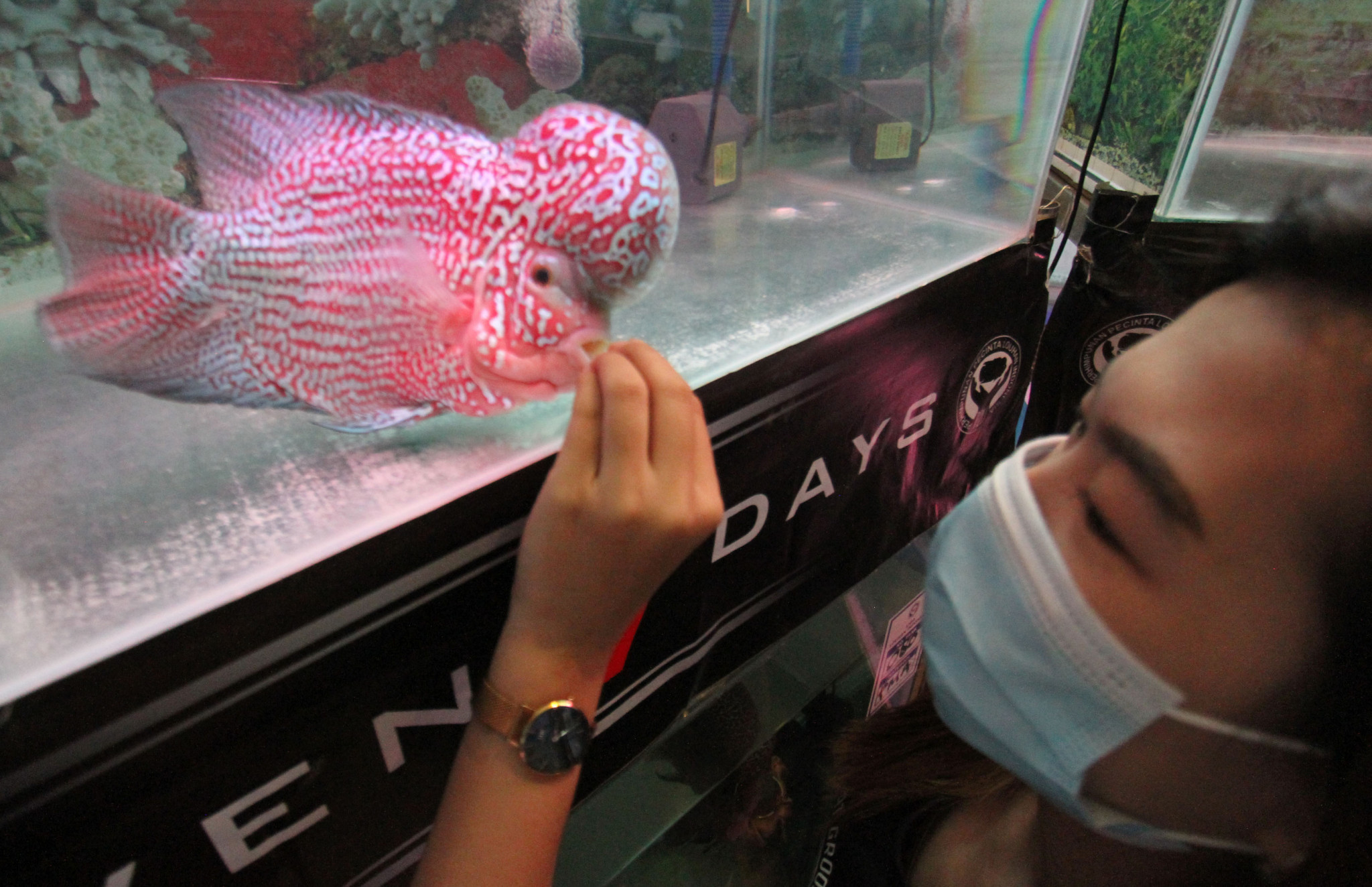Tak Pandang Pandemi Ikan Louhan Juara  Kompetisi Ini 