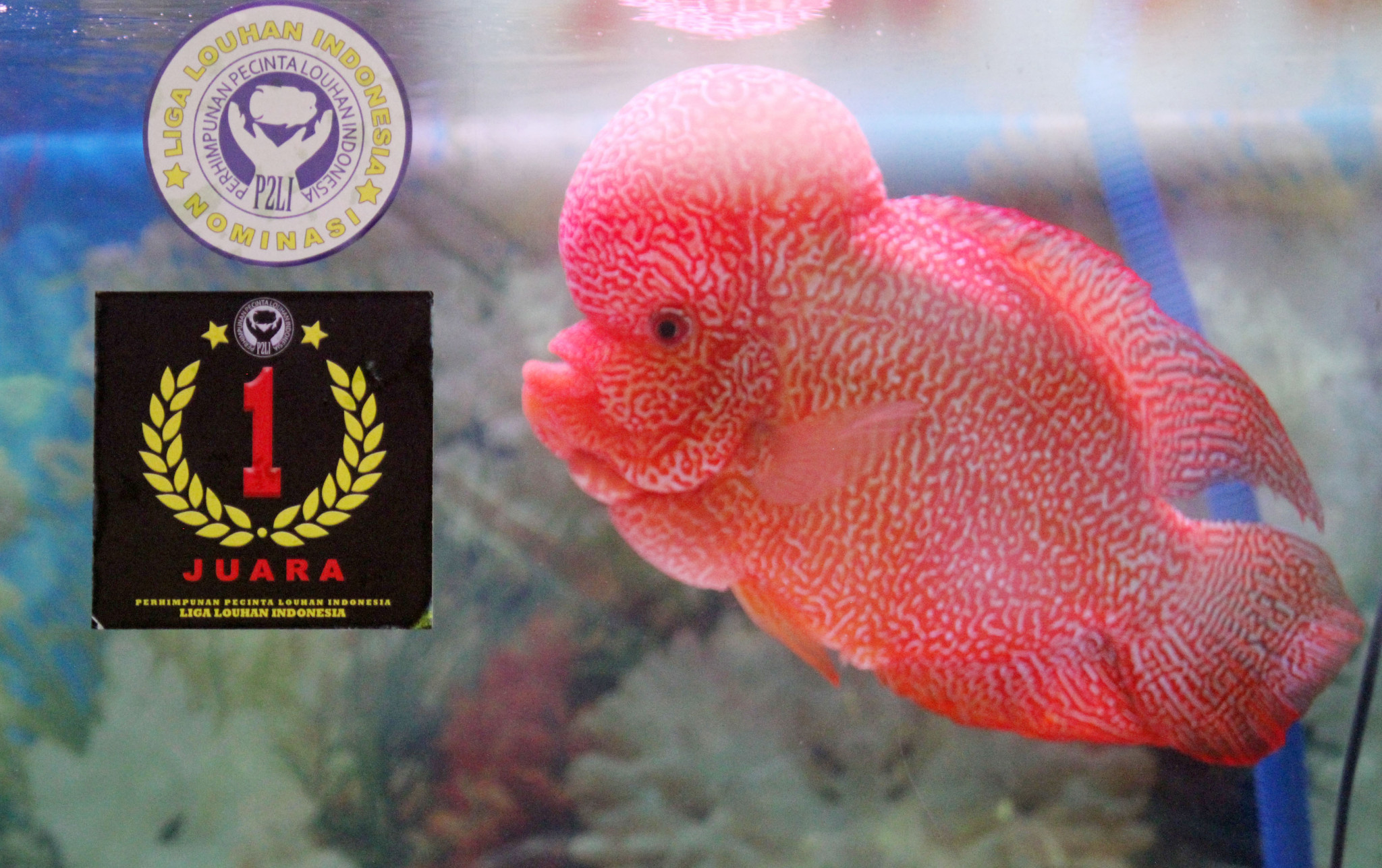 Tak Pandang Pandemi Ikan Louhan Juara  Kompetisi Ini 